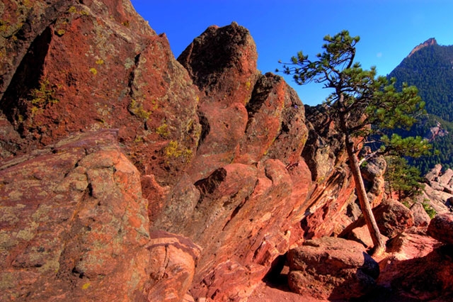 Red rock formations with a small pine tree growing on the rocks, typical of southwestern US landscapes.