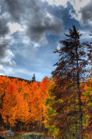 Tall evergreen trees among vibrant orange and red autumn foliage with a dramatic cloudy sky above.