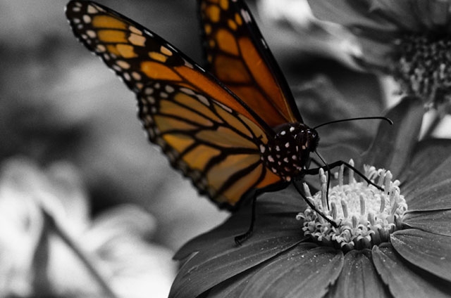 A black and white image with a monarch butterfly in color (orange) resting on a flower, creating a selective color effect.