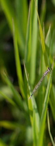 A close-up of green blades of grass or plant stems with a slender insect, possibly a stick insect or mantis camouflaged among them.