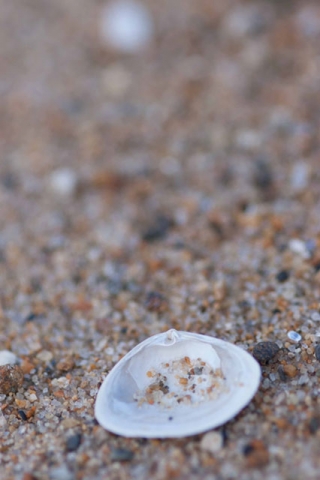 A small white seashell resting on sand.