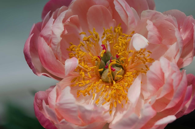 A pink peony or similar flower in bloom, showing detailed petals and a yellow center with pollen.