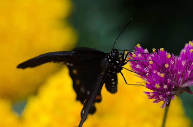 Close-up of what appears to be part of a butterfly or insect on a colorful flower, showing mostly yellows and purples.
