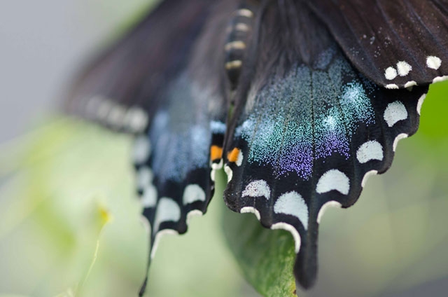 Close-up of a black butterfly with blue and white spots or markings on its wings.