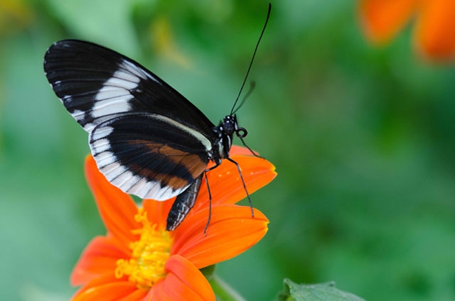 A black butterfly with white markings perched on a bright orange flower against a green background.