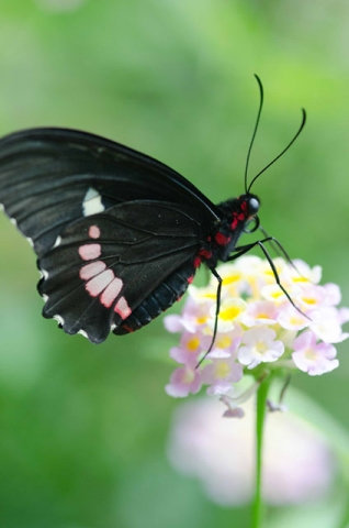 A black butterfly with white markings feeding on a small white flower cluster.