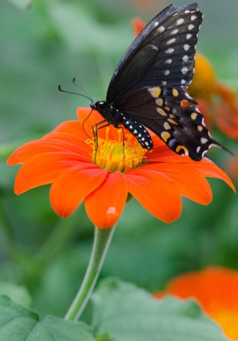 A black butterfly with white spots perched on a bright orange flower, likely a zinnia or similar garden flower.