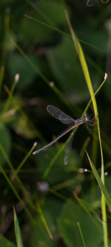 A dragonfly perched on a thin green stem or blade of grass, showing its translucent wings.