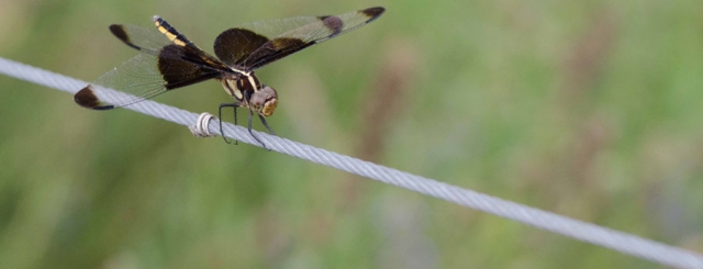 An ant walking along what appears to be a thin wire or stem.