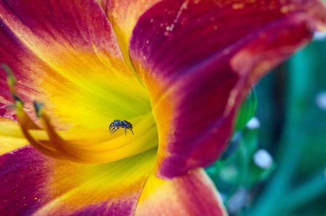 Extreme close-up of a flower showing vibrant yellow center and red/purple petals with a spider