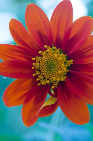 A close-up of a bright orange-red flower with a prominent yellow center, photographed against a blue background.