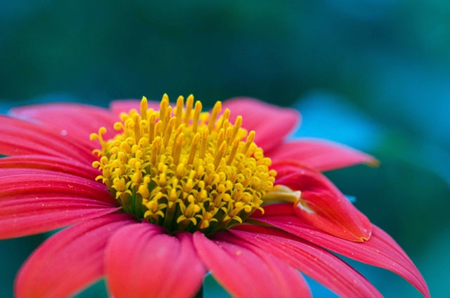 A close-up of a pink or red flower showing its yellow center/pollen area.