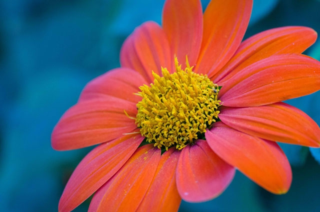 A bright orange flower with a yellow center, similar to a daisy or zinnia, against a blue background.