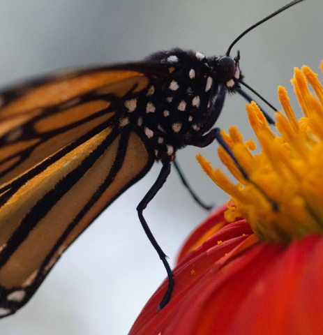 Close-up of an orange and black butterfly (possibly a monarch) feeding on an orange-red flower.