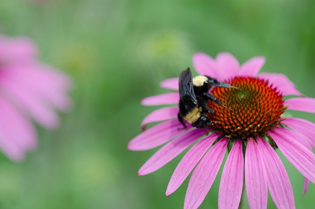 A close-up of a pink coneflower (echinacea) with a bumblebee collecting pollen from its center.