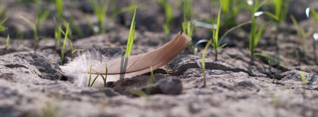A feather on the dusty ground with some tiny plants poking out of the dirt