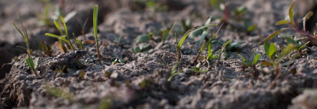 A close-up of what appears to be small insects or wildlife on ground or soil.
