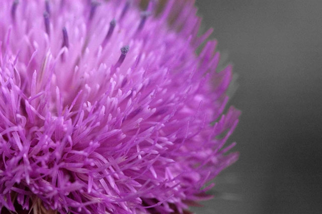 A purple thistle flower or similar spiky bloom in close-up.
