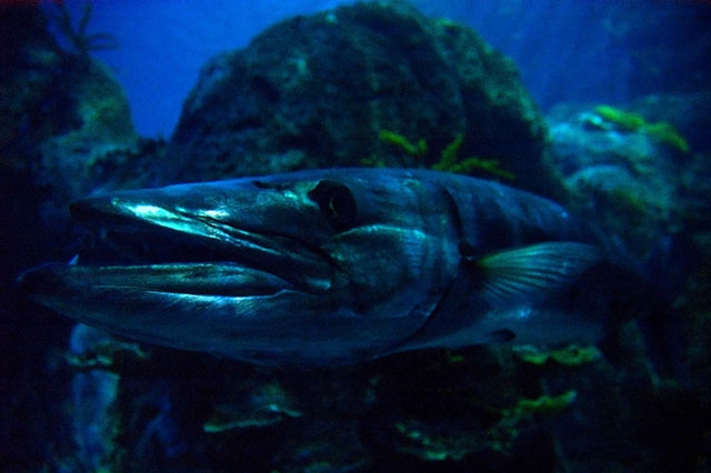 An underwater scene with what appears to be fish or marine life in a blue-tinted environment.