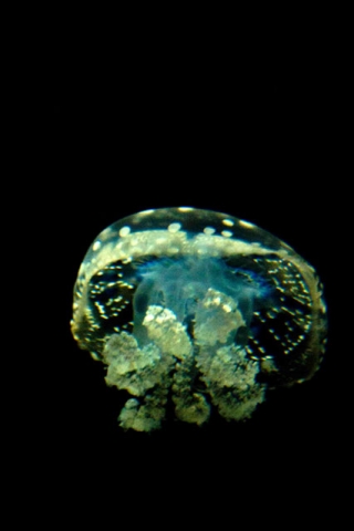 A glowing jellyfish with a greenish-yellow bioluminescence against a black background.