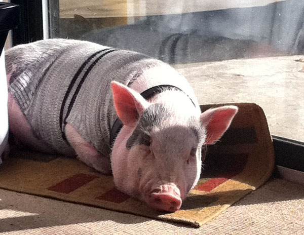 Starky the pot-bellied pig