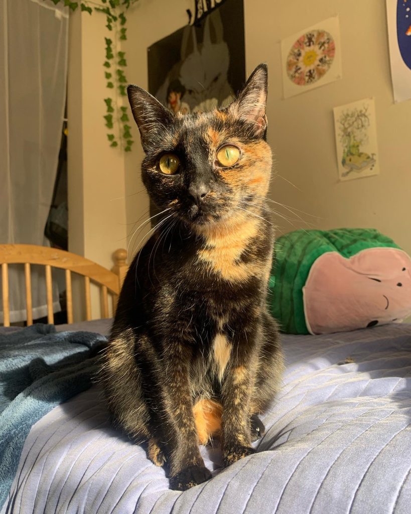 Black and Gold cat sitting on a bed