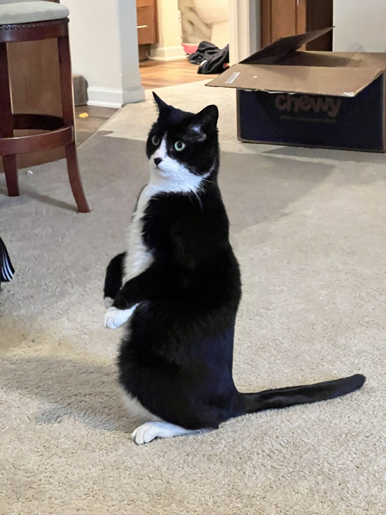 White and Black cat sitting upright in middle of a room
