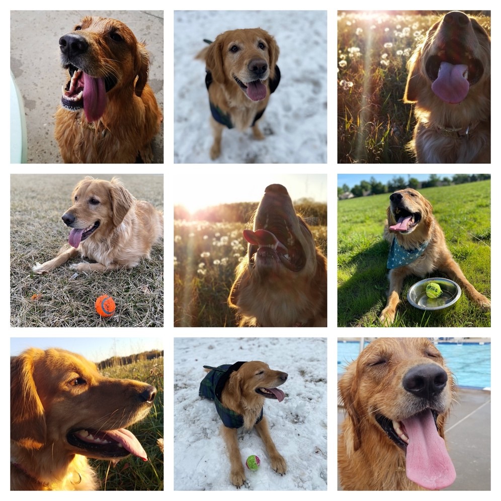 Nine pictures of mellie smiling at the camera in different climates: the pool, in the snow, in a garden, and at the dog park.