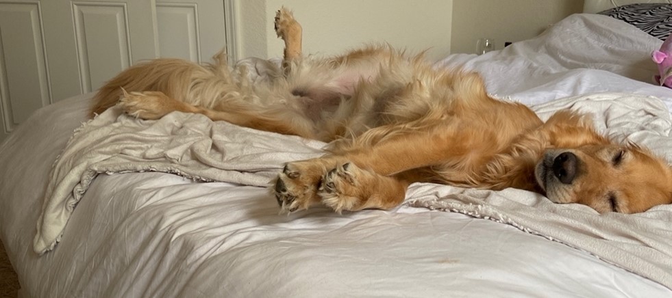 Mellie laying down on a bed.