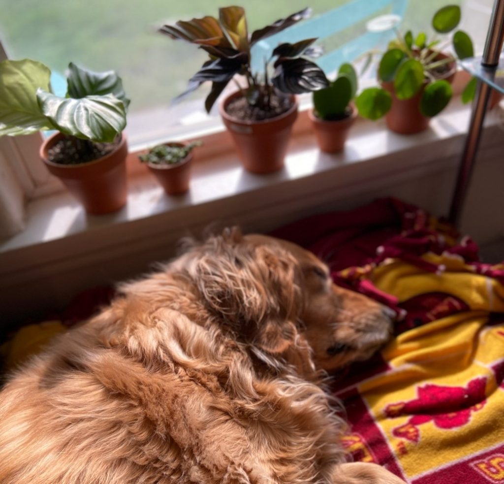 Mellie asleep on an Iowa State blanket in front of a windowsill full of plants.