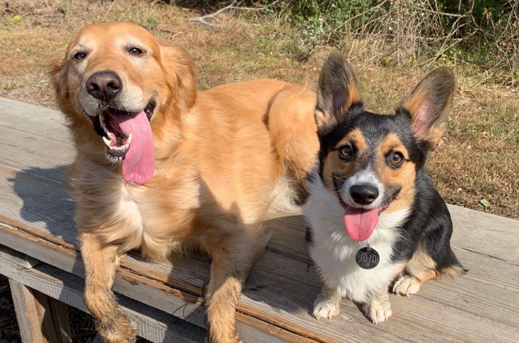 Two dogs sitting together looking at the camera.