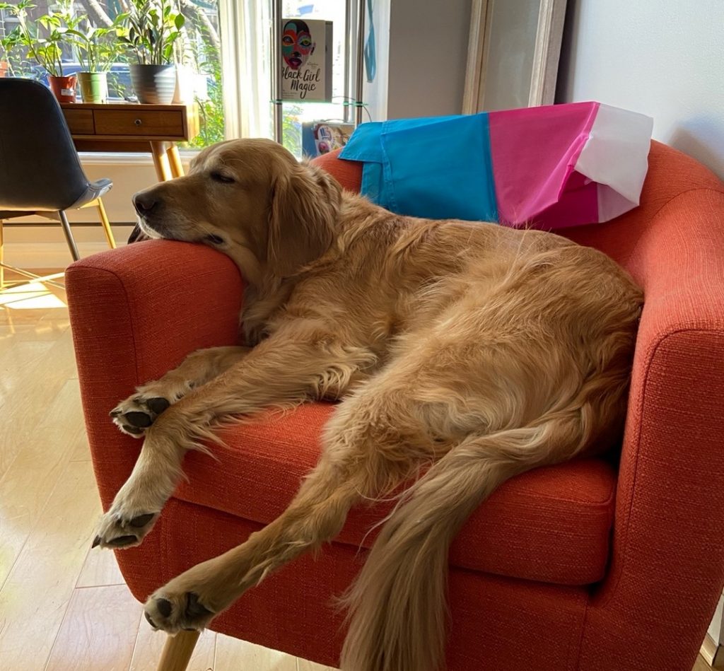 Mellie laying down on a chair in an office.