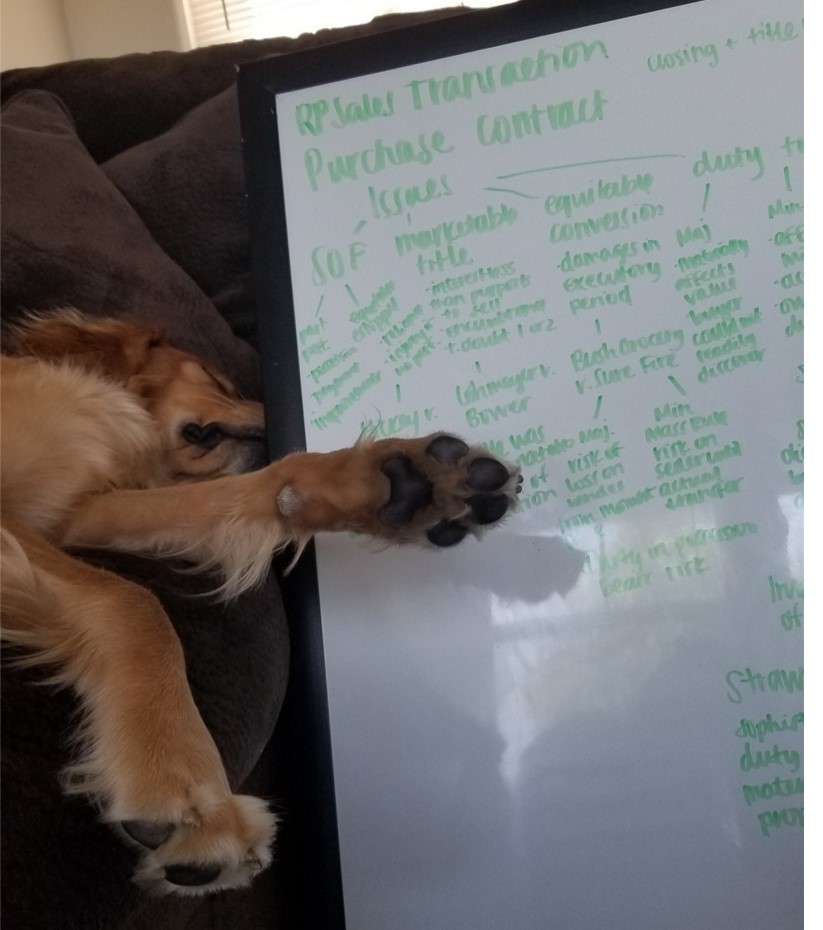 Mellie sleeping next to a whiteboard with notes.