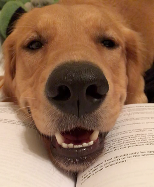 Close up of Mellie the dog resting her head on a book looking at the camera.