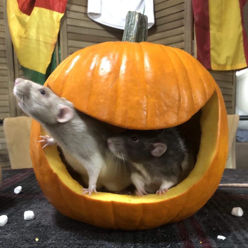 Rats in a pumpkin