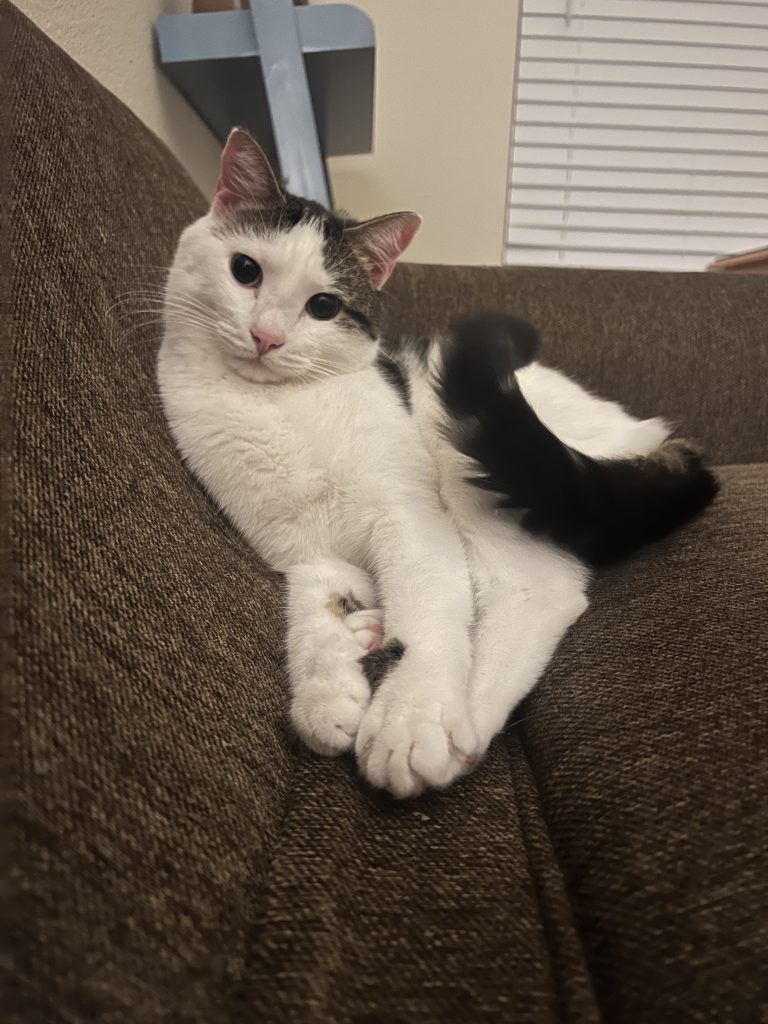 Cat curled up on a sofa