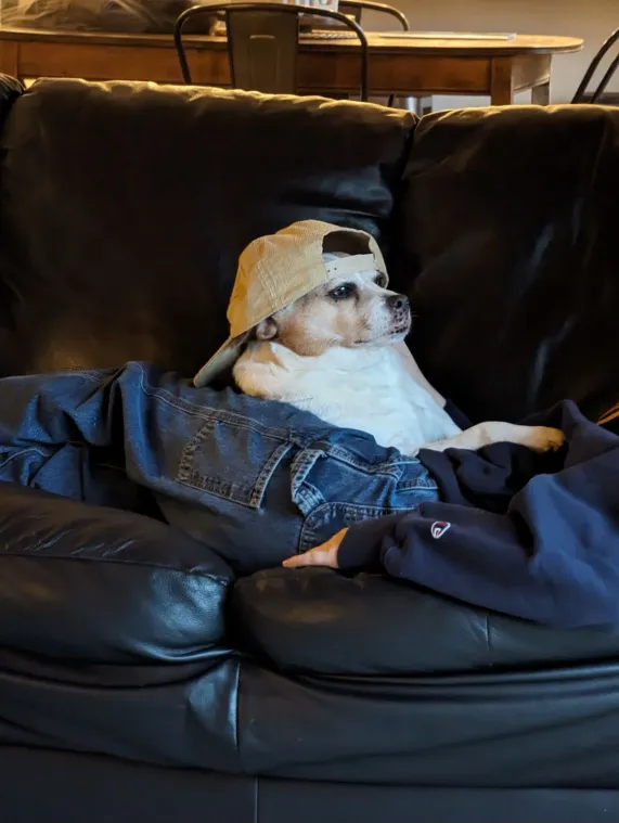 A dog with a backwards baseball hat on its head lounging on someone who is laying on a black couch