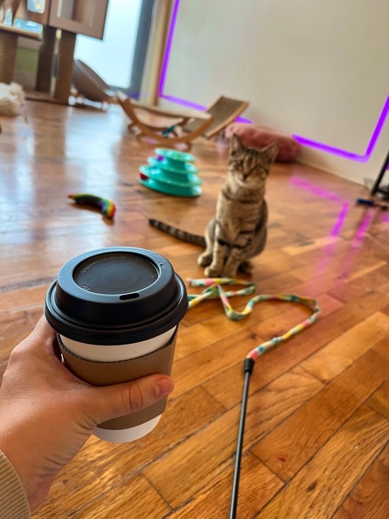 Cat surrounded by various toys with cup of joe in the foreground