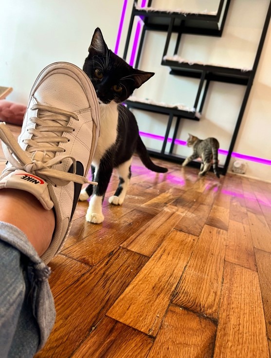 kitten peering over an outstretched foot while another cat plays in the background