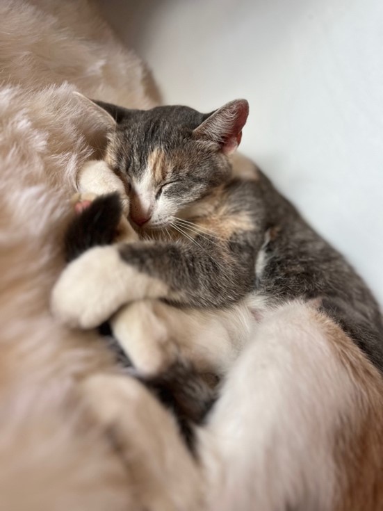 cat curled up asleep on fuzzy surface