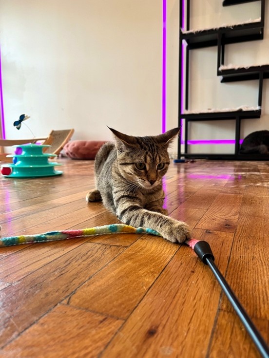 cat pauses while attacking cat toy