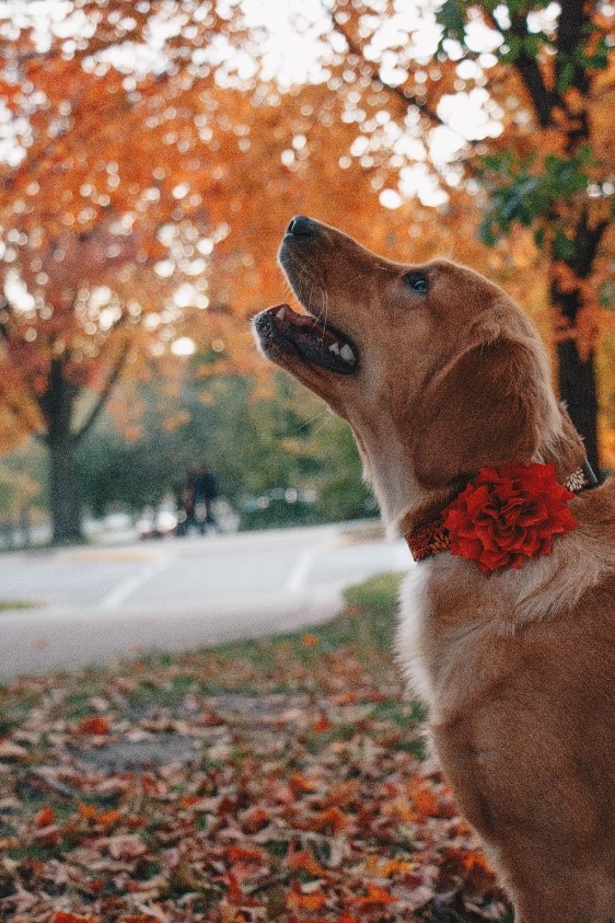 Bria's golden retriever, Mellie
