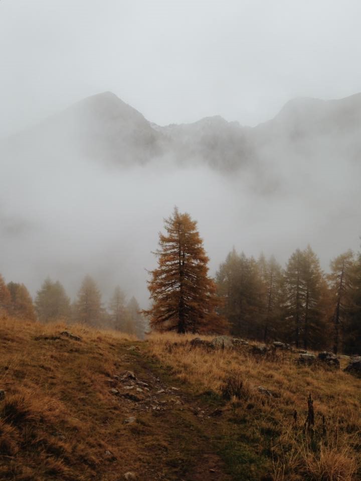 Wooded hillside with fog and mountains in the background.