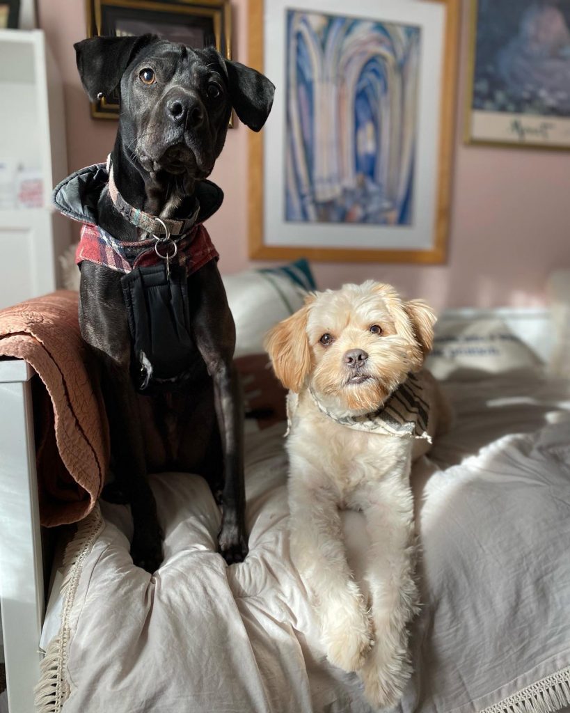 Olivia Almirudis Schneider's dogs